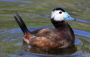 رفتار عجیب اردک‌ها زیر باران + ویدئو