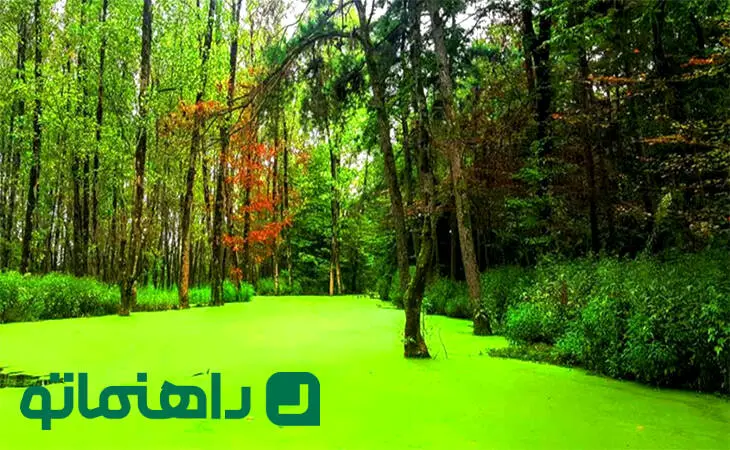 تالاب‌های بکر گیلان؛ بهشتی برای طبیعت‌گردان در ماه آخر تابستان