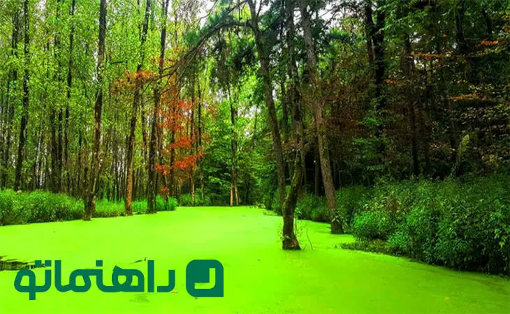 تالاب‌های بکر گیلان؛ بهشتی برای طبیعت‌گردان در ماه آخر تابستان