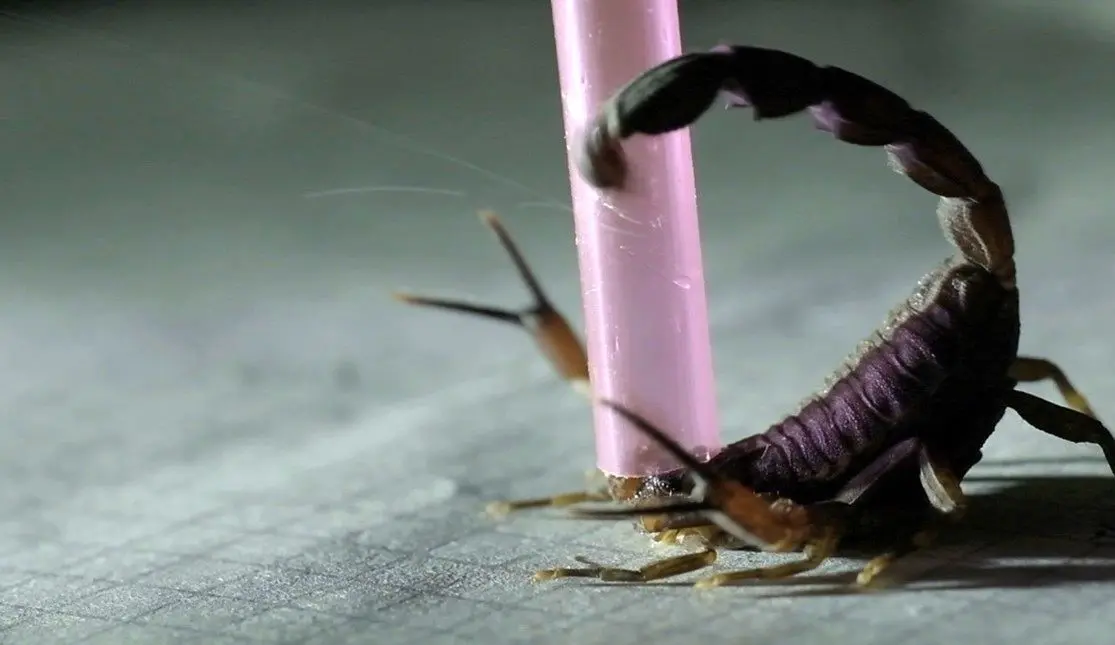  شناسایی گونۀ جدیدی از جانوران سمّی: «عقربِ سم‌پاش»! 