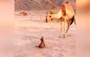 (ویدئو) دوستی غیرمنتظره: سگ و شتر، چقدر مهربان و جالب