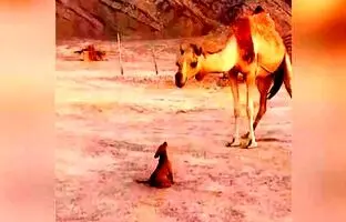 (ویدئو) دوستی غیرمنتظره: سگ و شتر، چقدر مهربان و جالب