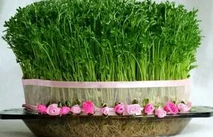 بهترین روش تهیه سبزه عید با عدس و فوت و فن‌های آن + ویدئو