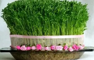 بهترین روش تهیه سبزه عید با عدس و فوت و فن‌های آن + ویدئو