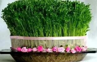 بهترین روش تهیه سبزه عید با عدس و فوت و فن‌های آن + ویدئو
