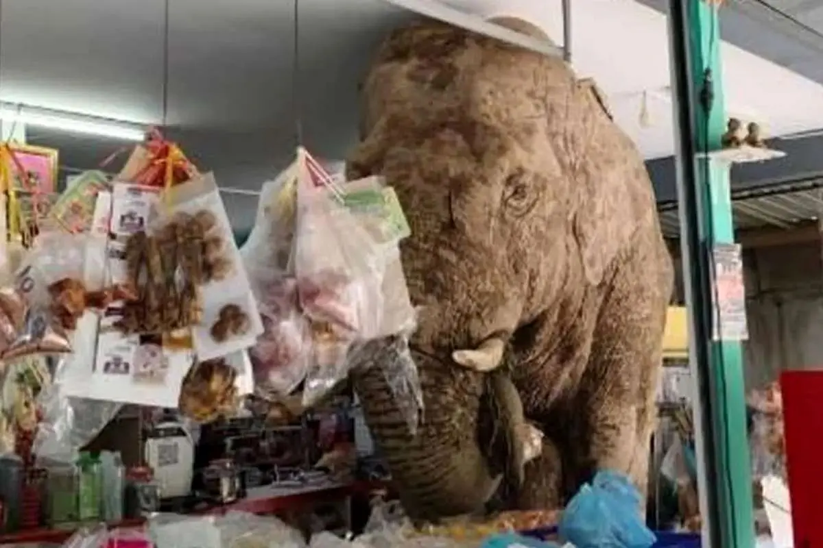 فیل غول‌پیکر مهمان ناخوانده فروشگاه مواد غذایی + ویدئو