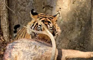 ببر کمین‌کرده گوزن را جلوی چشمان گردشگران شکار کرد + ویدئو