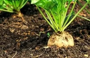خواص بی‌نظیر این سبزی برای کاهش فشار خون
