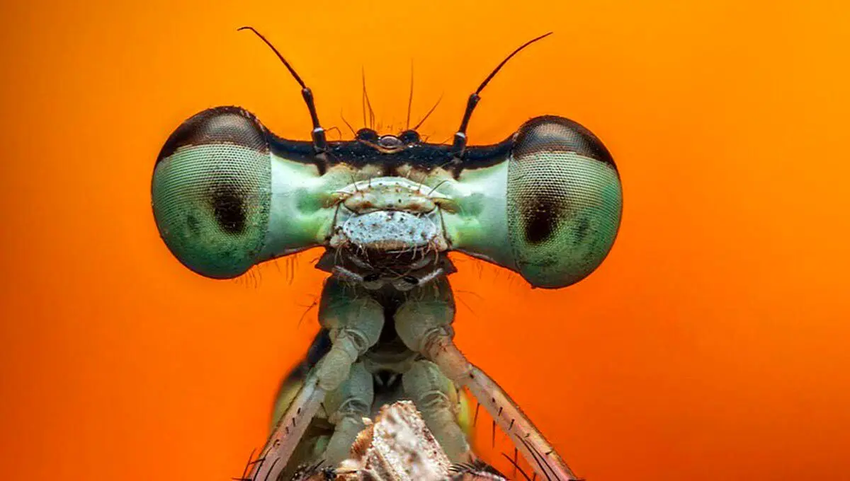 سفر شگفت انگیز به دنیای چشم ها/ ثبت قدرت آفرینش از دریچه دوربین