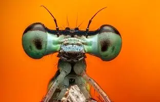 سفر شگفت انگیز به دنیای چشم ها/ ثبت قدرت آفرینش از دریچه دوربین