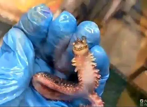 کرم دریایی عجیبی که «جیغ» می‌زند! + ویدئو