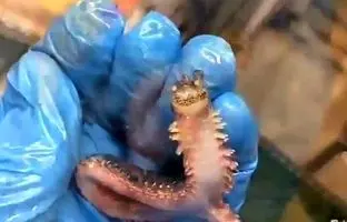 کرم دریایی عجیبی که «جیغ» می‌زند! + ویدئو