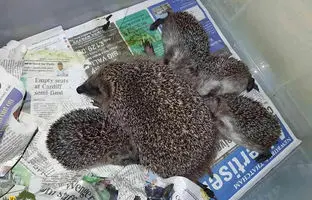 چرا جوجه‌تیغی گاهی فرزندان خود را می‌خورد؟