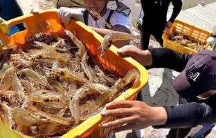  غذای خیابانی در کره؛ پخت میگو، ماهی مرکب و ماهی در سئول + ویدئو