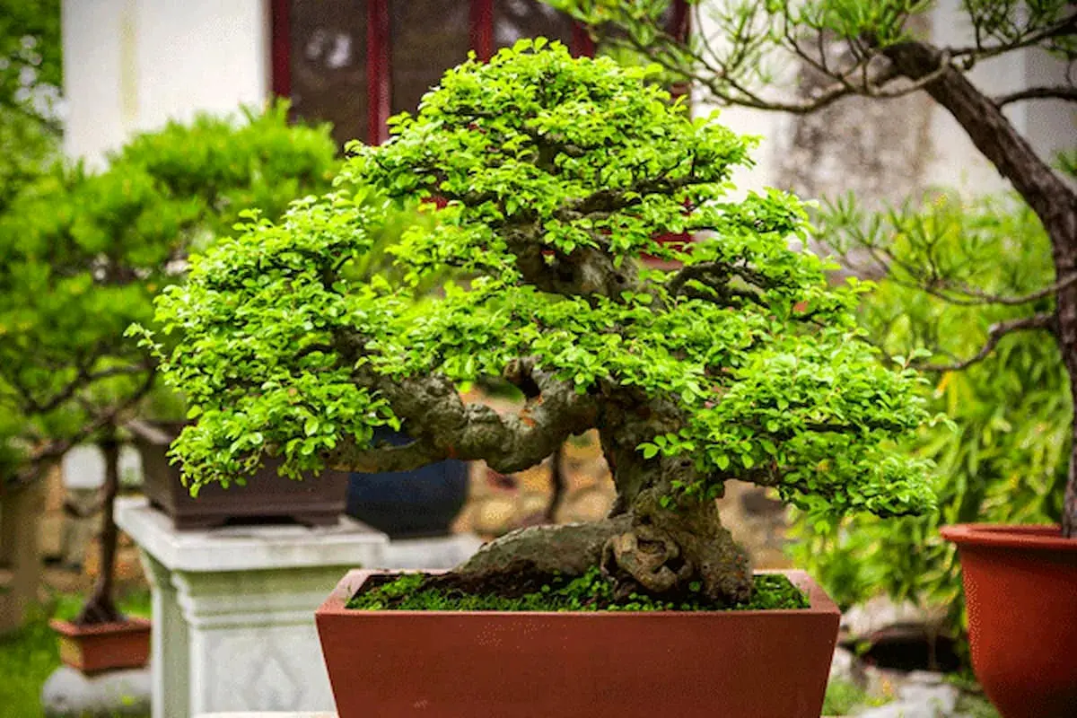 شرایط نگهداری از گیاه بن سای در منزل