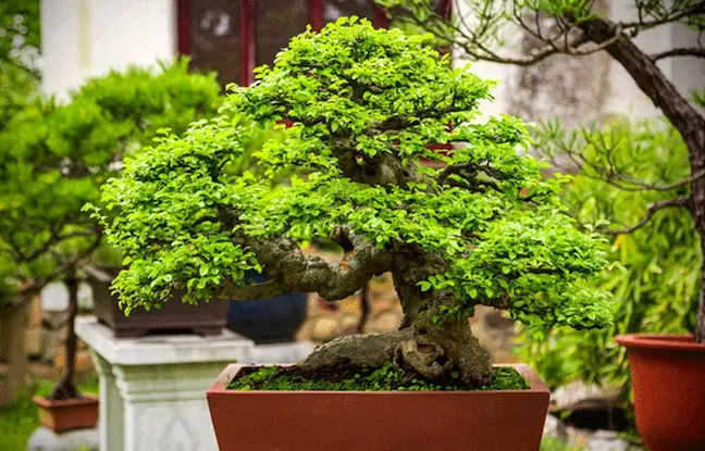 شرایط نگهداری از گیاه بن سای در منزل