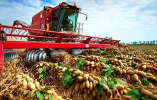 مراحل جذاب کاشت و فرآوری بادام زمینی را ببینید + ویدئو