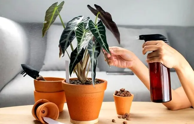 چگونه و چه زمانی گیاهان خانگی را غبارپاشی کنیم؟ نکاتی که باید بدانید!