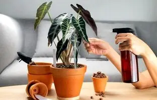 چگونه و چه زمانی گیاهان خانگی را غبارپاشی کنیم؟ نکاتی که باید بدانید!