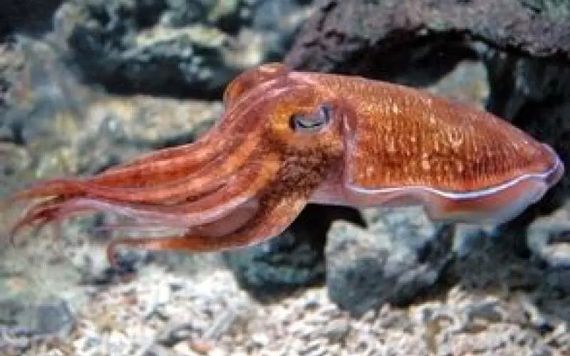  مرد ژاپنی یک ماهی مرکب را رام کرد! + ویدئو