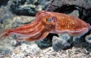  مرد ژاپنی یک ماهی مرکب را رام کرد! + ویدئو