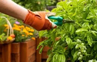 این گیاهان هوا را آلوده می‌کنند!