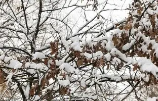 وضعیت دما و بارش کشور تا اواخر اسفند چگونه خواهد بود؟ 