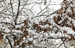 وضعیت دما و بارش کشور تا اواخر اسفند چگونه خواهد بود؟ 