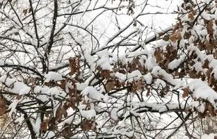 وضعیت دما و بارش کشور تا اواخر اسفند چگونه خواهد بود؟ 