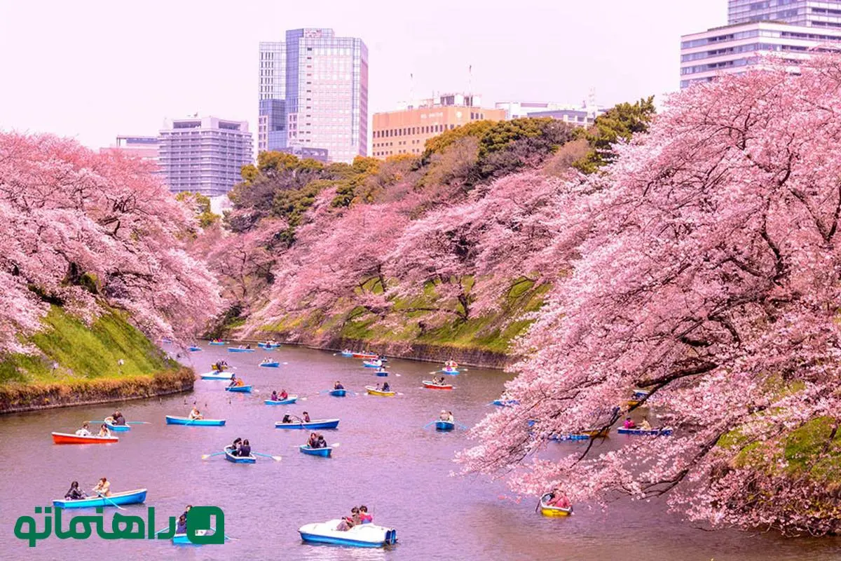 لوگوی گوگل پرشکوفه شد؛ لحظه شکوفه زدن درخت گیلاس