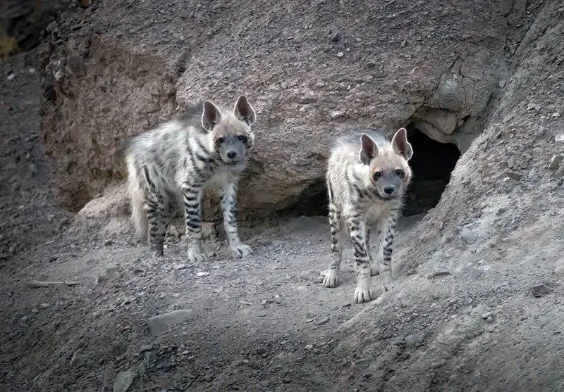  مشاهده کفتار راه راه در شهرستان خوسف 