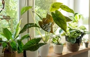 محبوب‌ترین گیاهان آپارتمانی در سال ۲۰۲۵ 