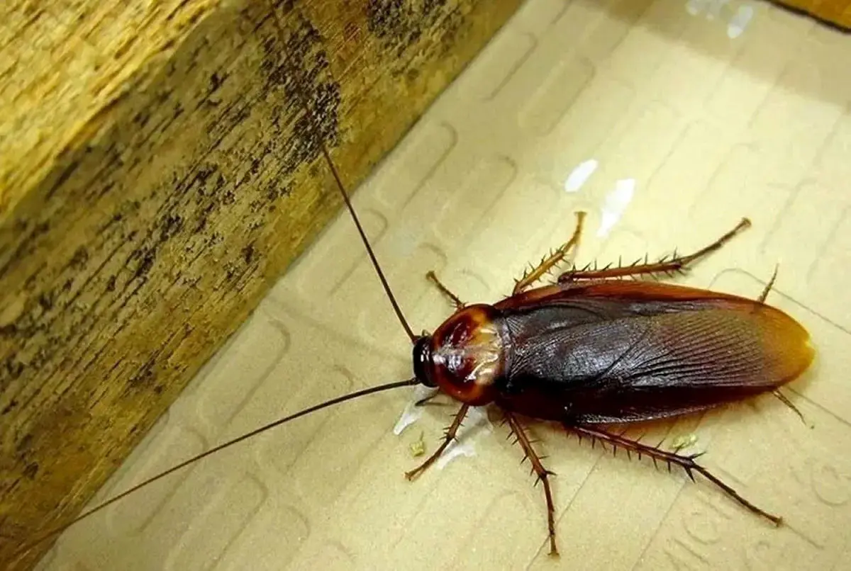 سوسگ گیر توالت چیست و چطور نصبش کنیم ؟