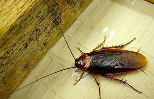 سوسگ گیر توالت چیست و چطور نصبش کنیم ؟