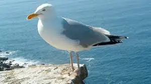 «حباب» چگونه 4 میلیون مرغ دریایی را قتل عام کرد؟
