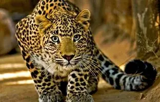 قدم زدن پلنگ زیبای ایرانی در ارتفاعات برفی + ویدئو