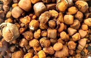 خواص درمانی سنگ‌ صفراوی گاو / از طلا گرانتر است!
