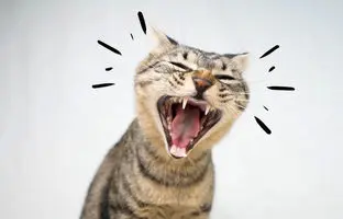 ساخت گردنبند مجهز به هوش مصنوعی که استرس گربه‌ها را تشخیص می‌دهد