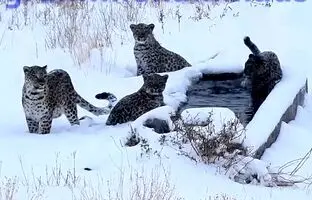 ویدئویی کم‌نظیر از چهار پلنگ در زمستان در پارک ملی سمنان