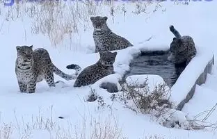 ویدئویی کم‌نظیر از چهار پلنگ در زمستان در پارک ملی سمنان