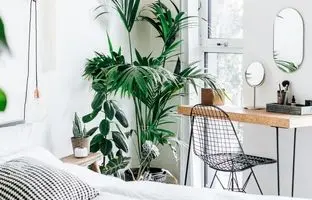 با این ۸ گیاه آپارتمانی اتاق خوابت را به سبزترین جای خونه بدل کن