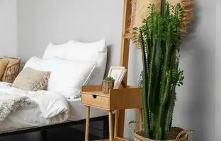 بلندقدترین کاکتوس ها برای خانه ای مدرن + نحوه نگهداری و چیدمان آن