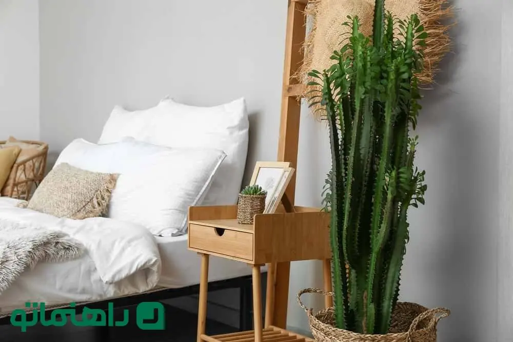 بلندقدترین کاکتوس ها برای خانه ای مدرن + نحوه نگهداری و چیدمان آن