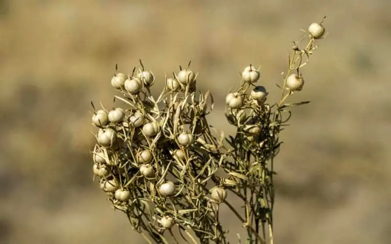 خواص جادویی اسپند که احتمالاً نمی‌دانید!