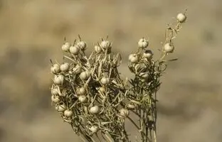 خواص جادویی اسپند که احتمالاً نمی‌دانید!