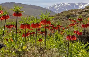  بازهم تخریب طبیعت؛ این بار حمله به لاله‌های واژگون در سپیدان + ویدئو