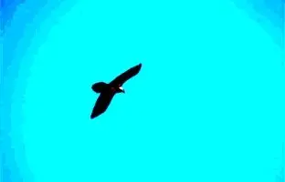 پرواز هُمای سعادت بر فراز آسمان پاوە + ویدئو