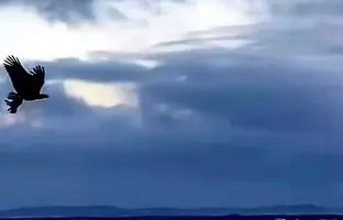 بره‌ای در چنگال عقاب در آسمان اسکاتلند + ویدئو
