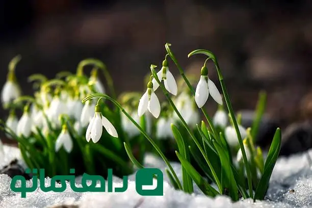 زیباترین گل سفید جهان ؛ گل هایی که به دکوراسیون مینیمال لطافت می بخشند