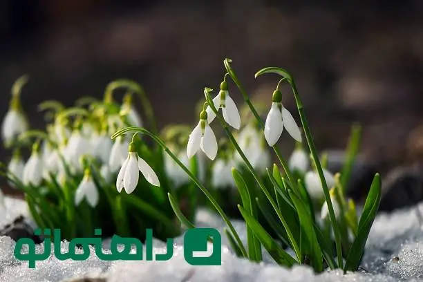 زیباترین گل سفید جهان ؛ گل هایی که به دکوراسیون مینیمال لطافت می بخشند